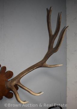 North American Elk antler mount on panel