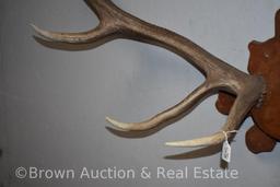 North American Elk antler mount on panel