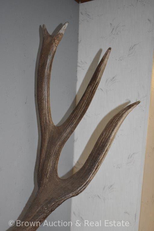 North American Elk antler mount on panel