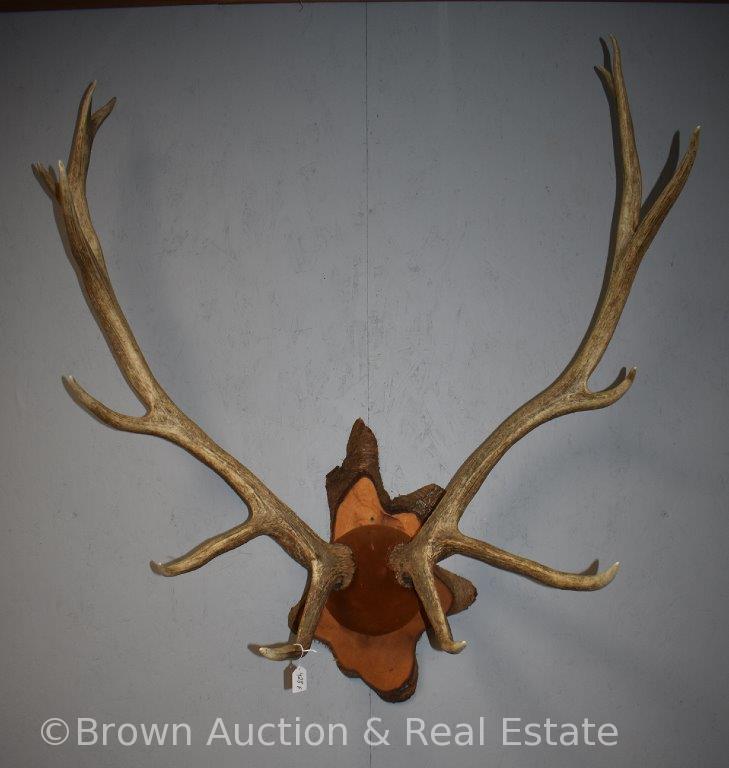 North American Elk antler mount on panel