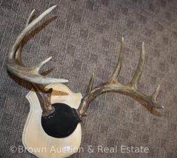 (3) Deer antlers on horn panel mounts