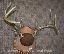 (4) Small deer antler sheds/kills on horn panel mounts