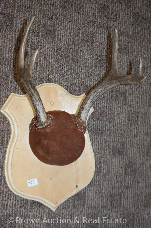 (4) Small deer antler sheds/kills on horn panel mounts