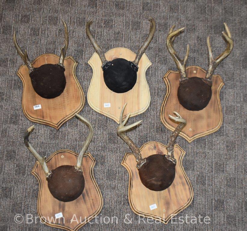 (5) Small deer antler sheds/kills on horn panel mounts