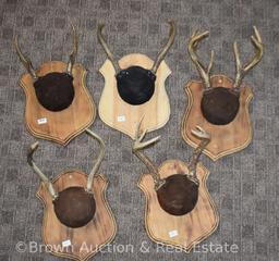 (5) Small deer antler sheds/kills on horn panel mounts