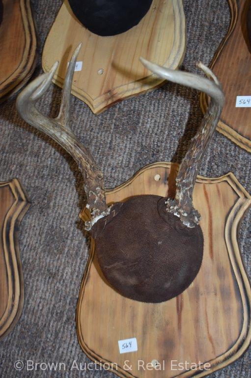 (5) Small deer antler sheds/kills on horn panel mounts