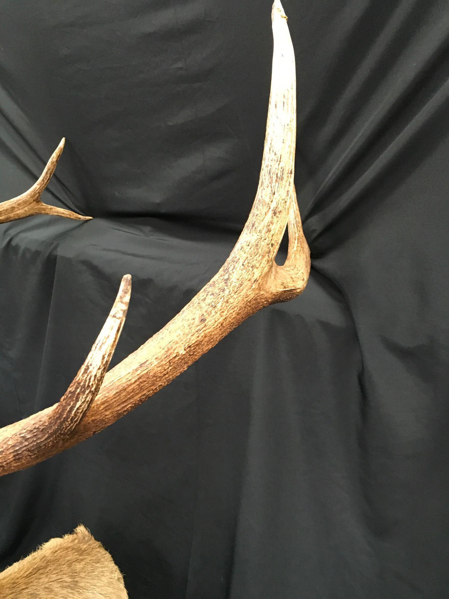 Large Taxidermy Elk. Shoulder to nose 48".