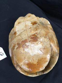 Turtle Shell  14" long x 9" wide