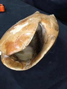 Turtle Shell  14" long x 9" wide