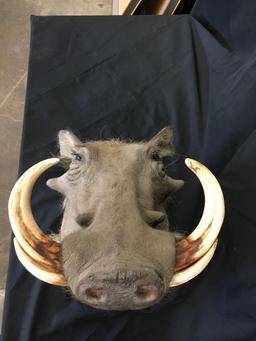 Taxidermy Warthog Head mount. Approximately 23" x 20" x 13"
