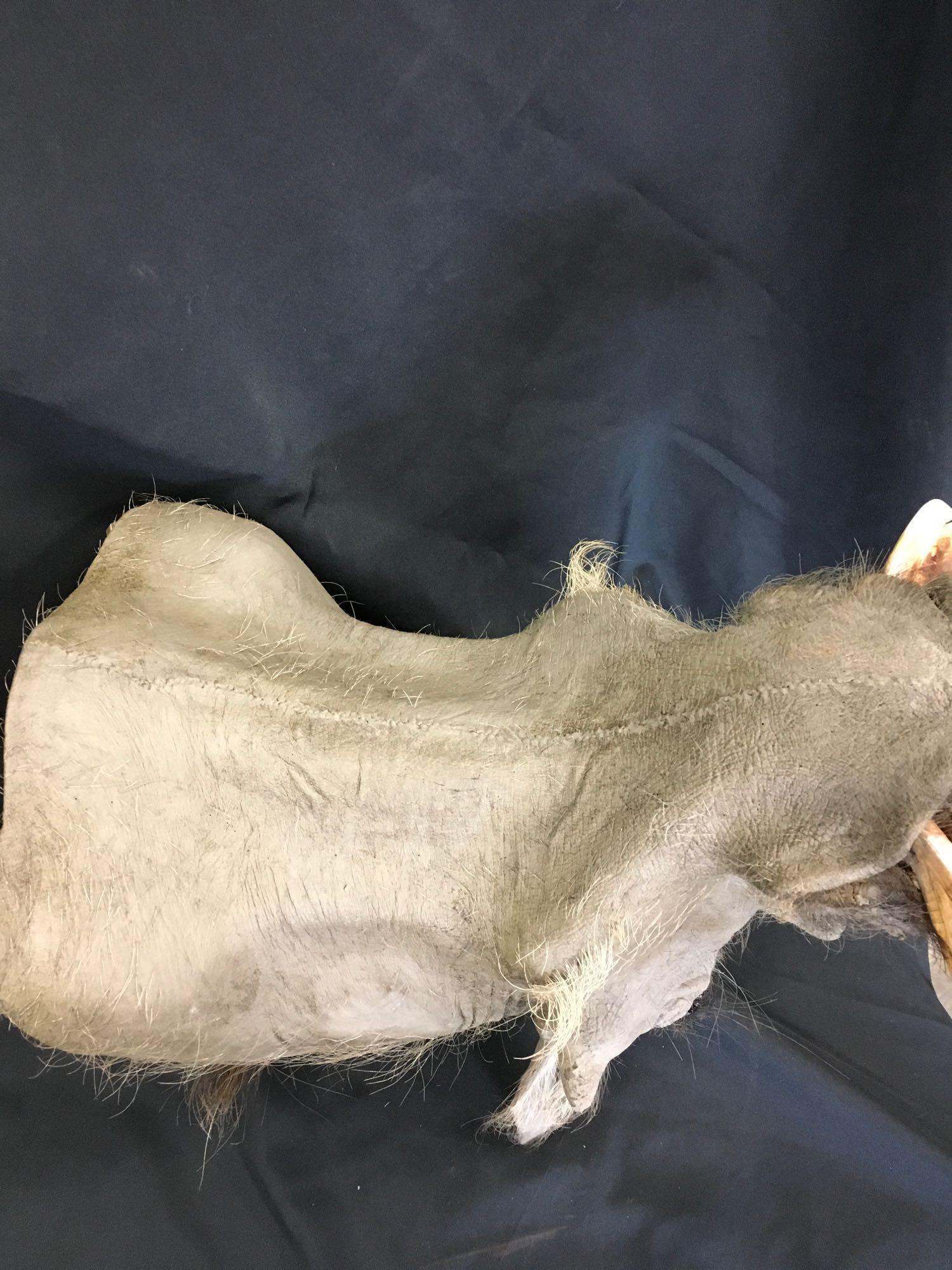 Taxidermy Warthog Head mount. Approximately 23" x 20" x 13"