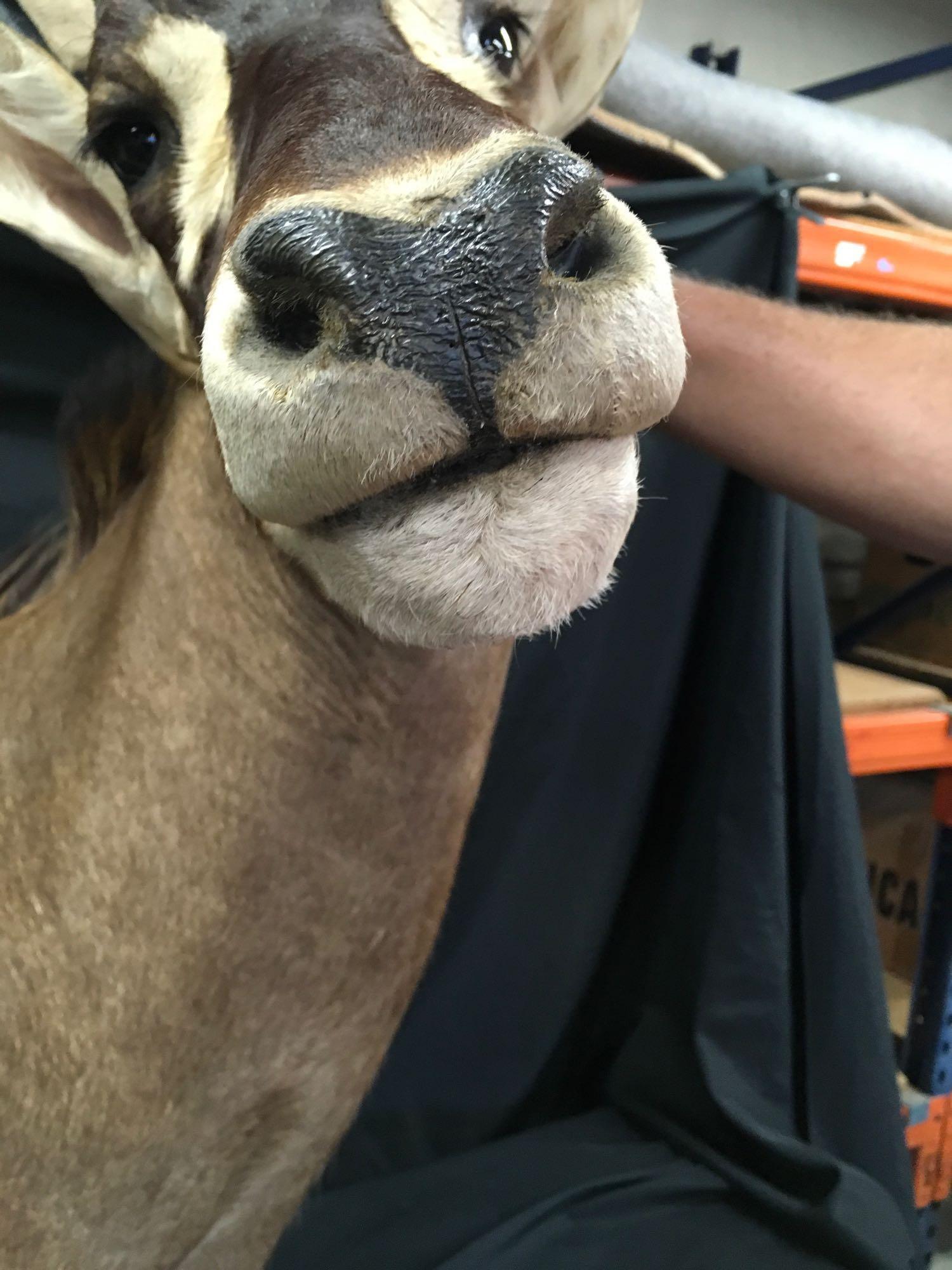 Large Taxidermy Mount Deer Head. 28" Shoulder to Head, Antlers 31" Long