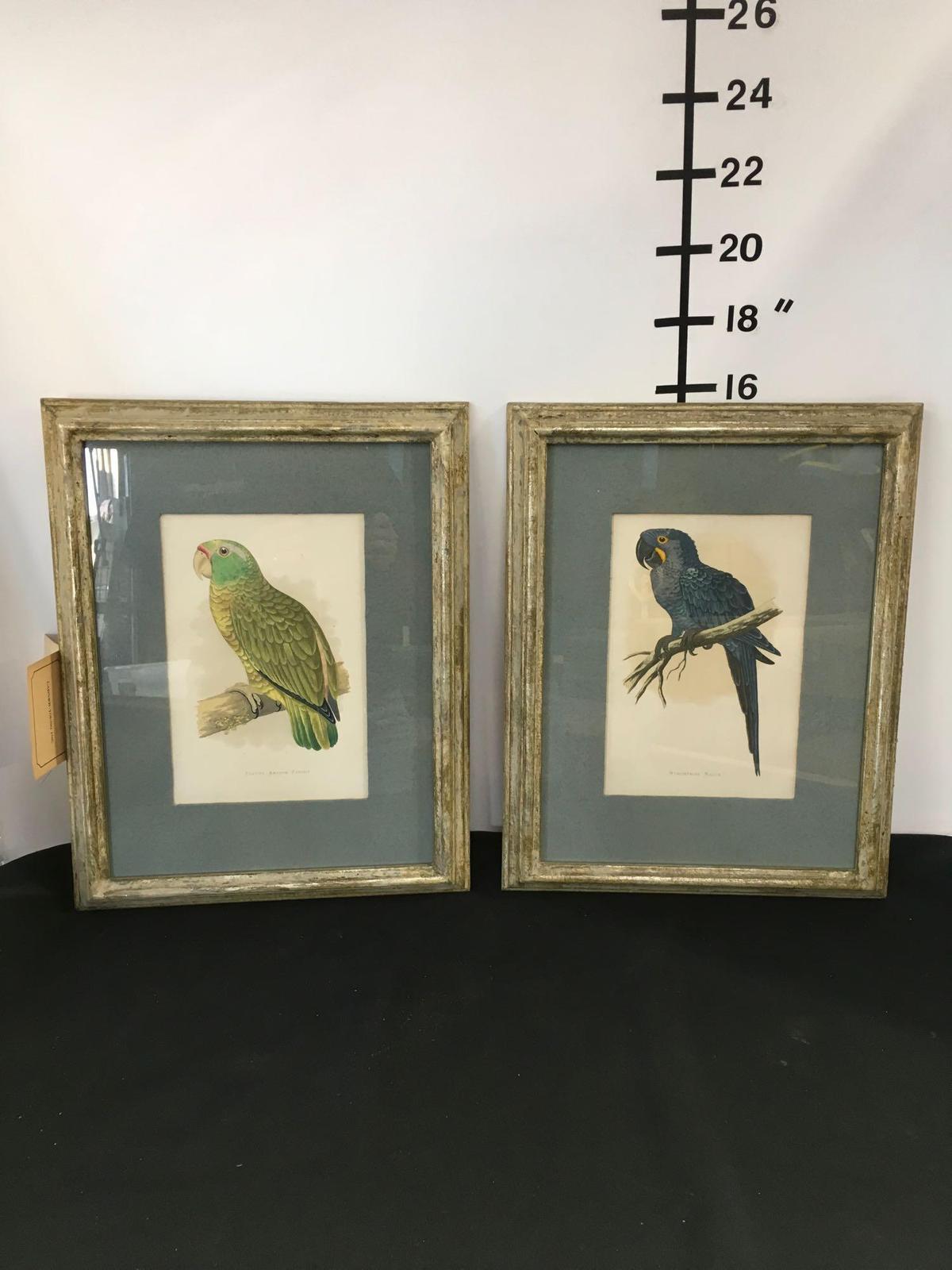 Prints, Hyacinthine McCaw, Festive Amazon Parrot, Circa 1880, 2 piece set