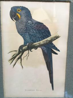 Prints, Hyacinthine McCaw, Festive Amazon Parrot, Circa 1880, 2 piece set