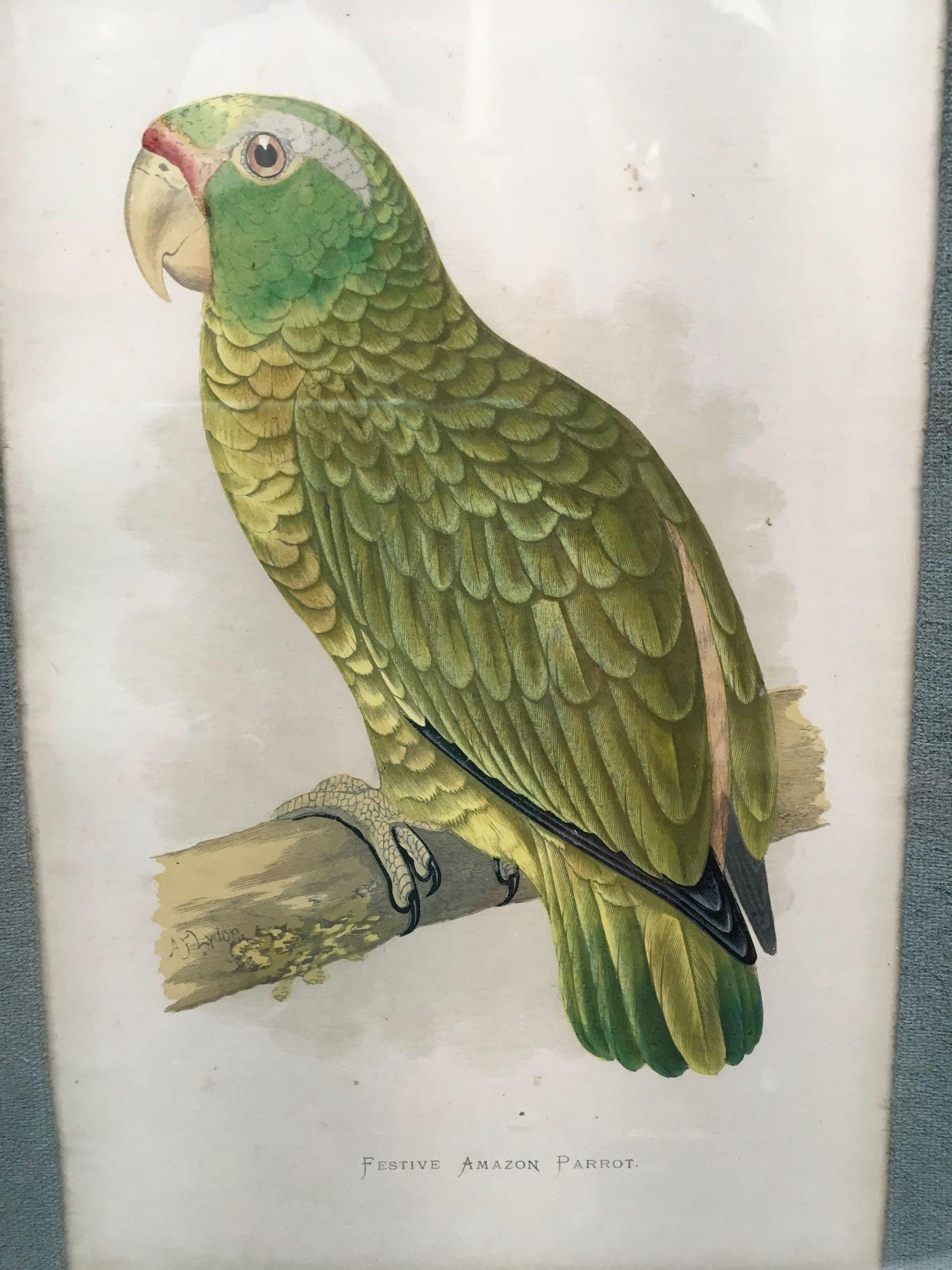 Prints, Hyacinthine McCaw, Festive Amazon Parrot, Circa 1880, 2 piece set