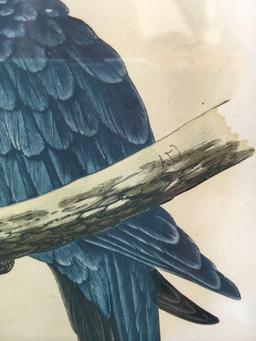 Prints, Hyacinthine McCaw, Festive Amazon Parrot, Circa 1880, 2 piece set