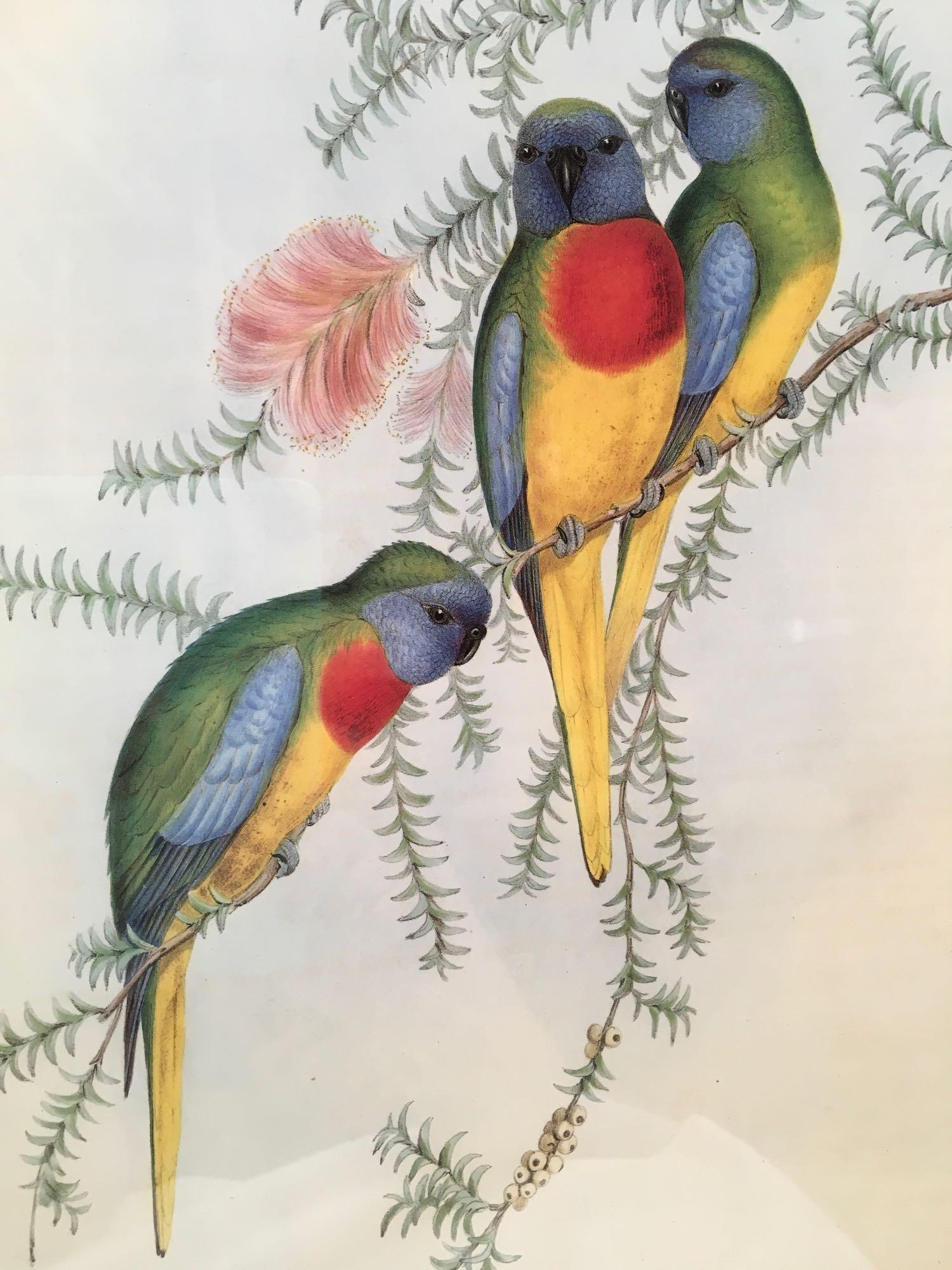 Prints, Parrots, London, England, J. Gould and H.C. Richter, Hullmandel and Walton, 4 piece set