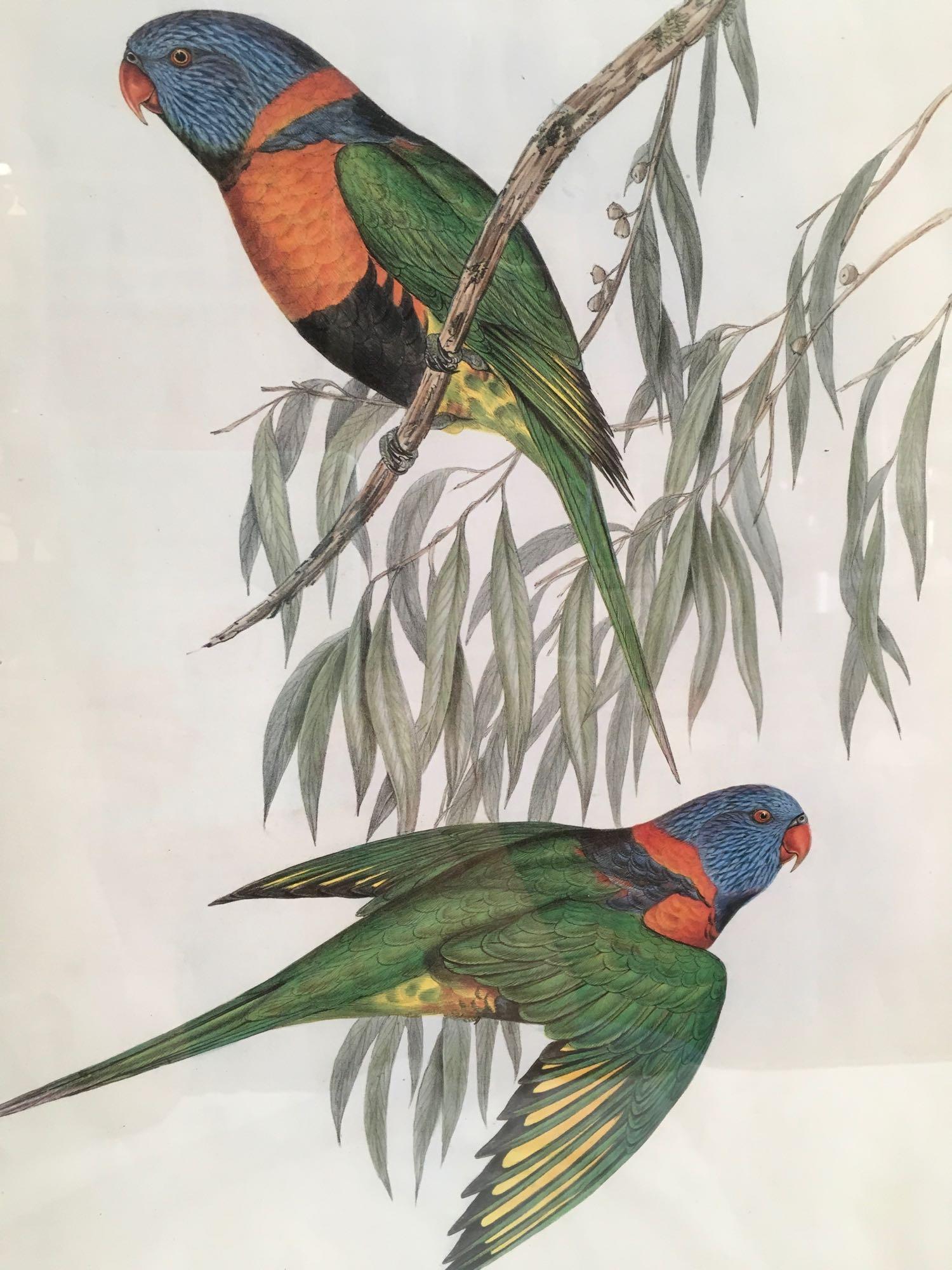 Prints, Parrots, London, England, J. Gould and H.C. Richter, Hullmandel and Walton, 4 piece set