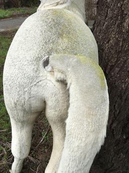 Life-size stuffed horse. It is outdoors