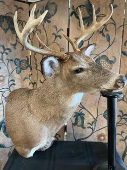 McKenzie Taxidermy, Mounted Deer Head 30" L x 18" W (including horns)