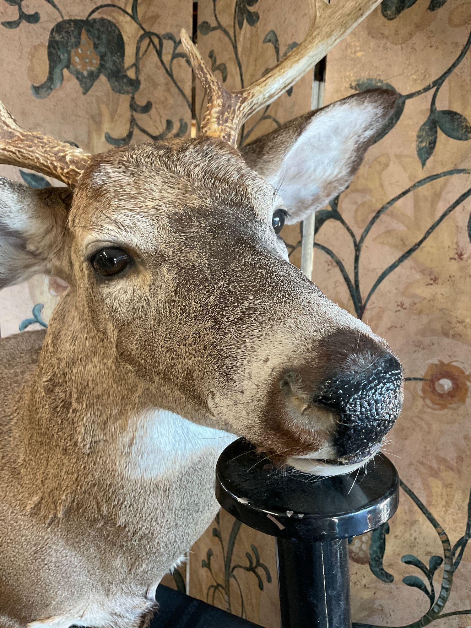 McKenzie Taxidermy, Mounted Deer Head 30" L x 18" W (including horns)