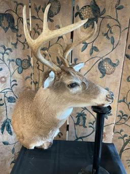 McKenzie Taxidermy, Mounted Deer Head 30" L x 18" W (including horns)