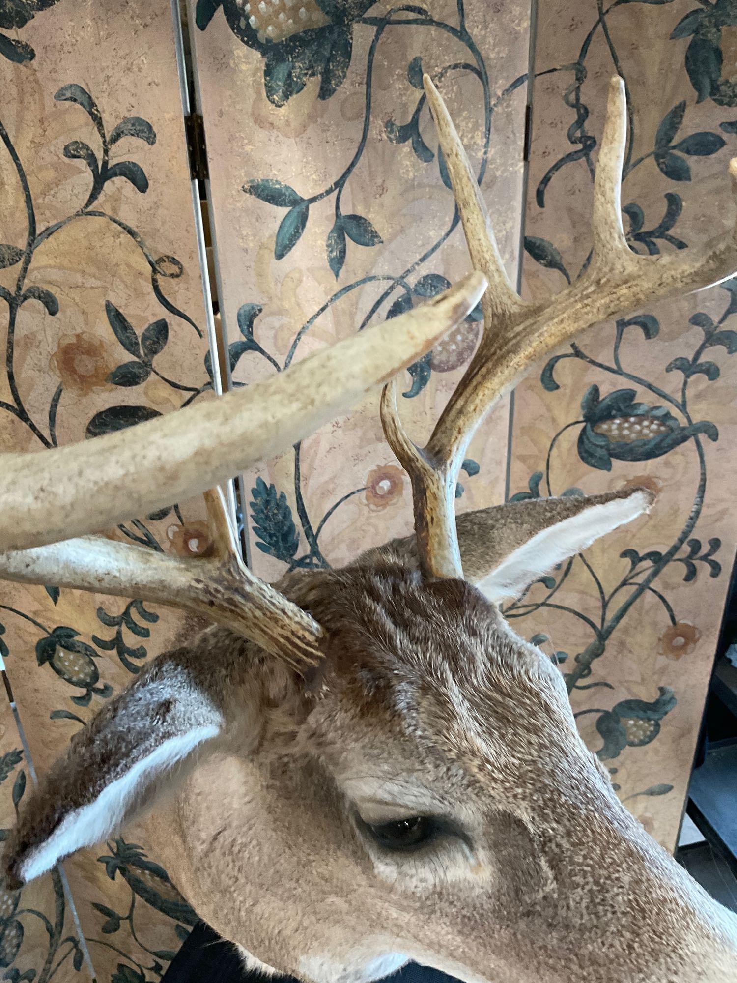 McKenzie Taxidermy, Mounted Deer Head 30" L x 18" W (including horns)