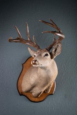 Massive Texas White Tail Deer, full chest mount, 9 points with wide spread, taken by Leo in South Te
