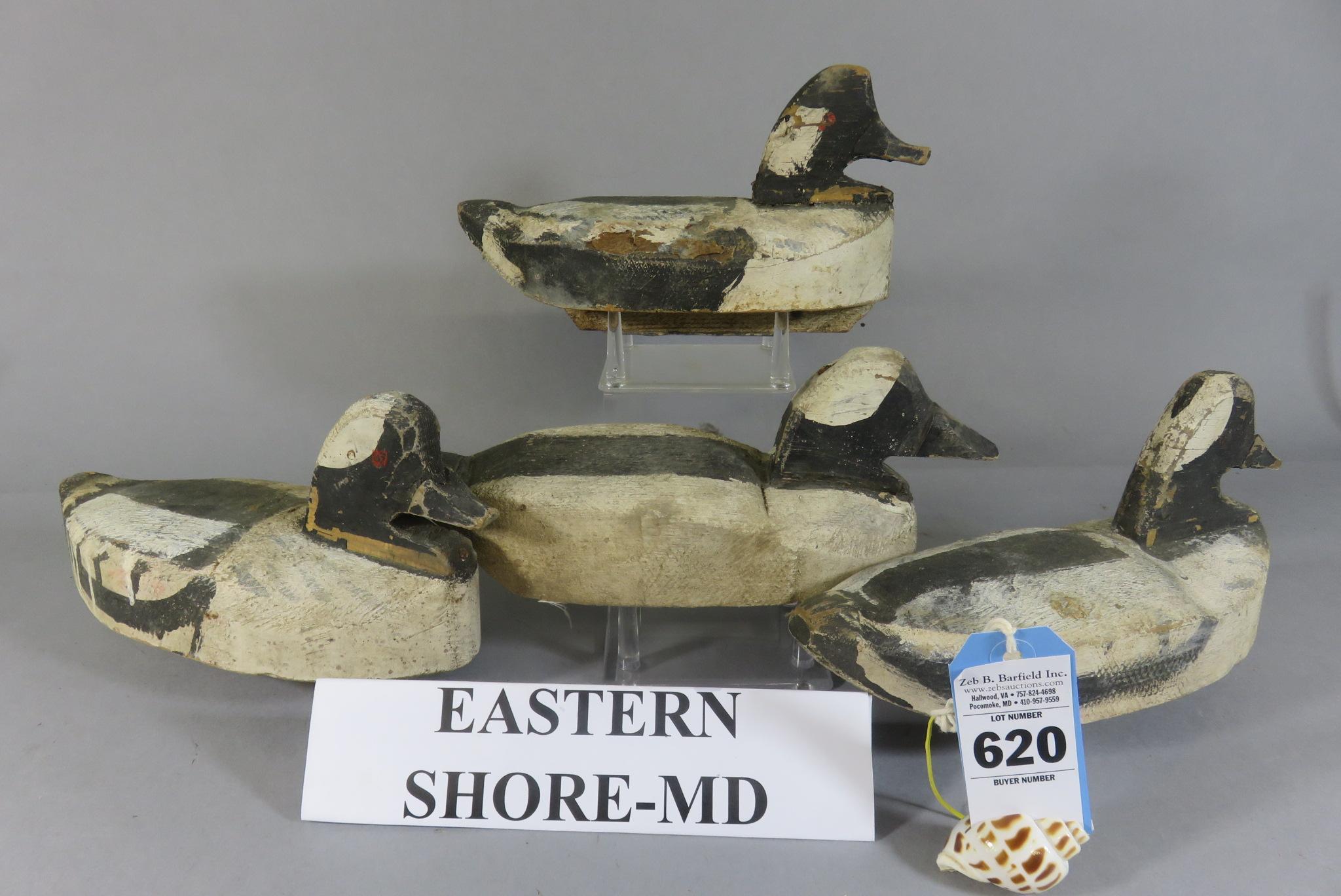 4 Eastern Shore, MD Buffleheads