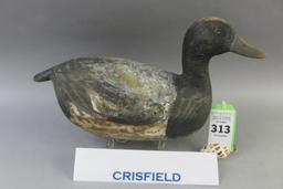 Crisfield, MD Bluebill