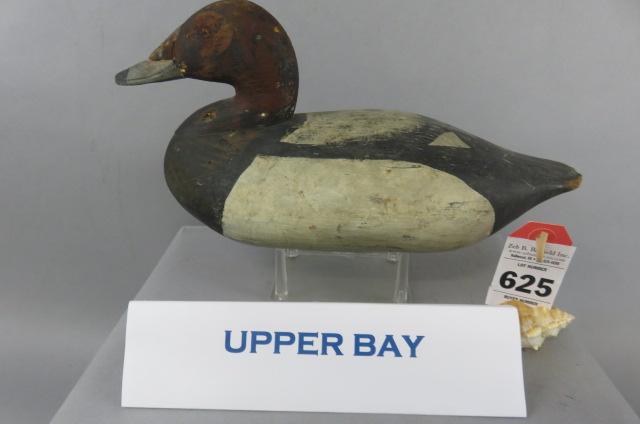 Upper Bay Canvasback