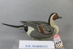 P. W. Marshall Pintail