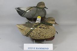 Steve Hammond Gadwalls