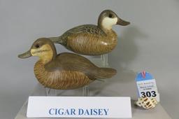 Pr. Cigar Daisey Ruddy Ducks