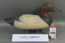 Canvasback by Paul Gibson