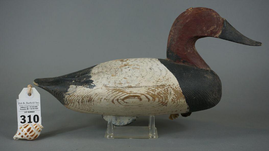 Upper Bay Canvasback