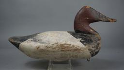 Canvasback from the Upper Bay