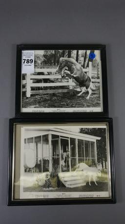 FRAMED PHOTOS FROM MISTY OF CHINCOTEAGUE