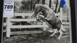 FRAMED PHOTOS FROM MISTY OF CHINCOTEAGUE