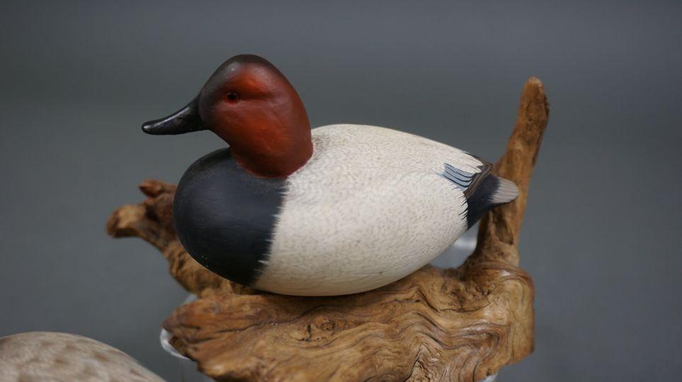 Canvasbacks by Skip Edwards