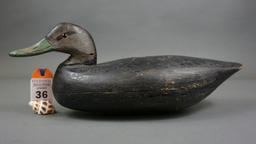 Blackduck from NJ