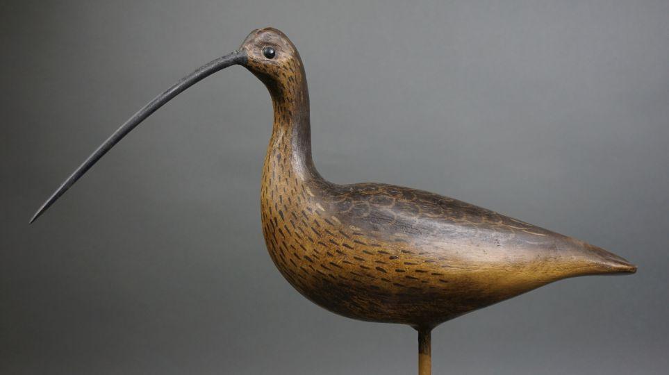 Curlew by Jimmy Bowden