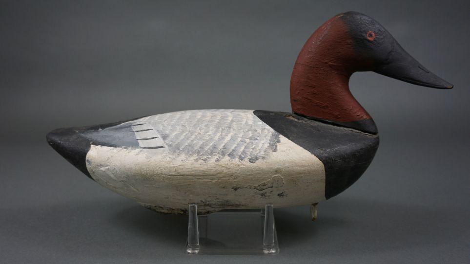 Canvasback from Barnes Family