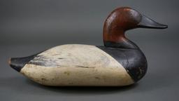 Canvasback from HdG