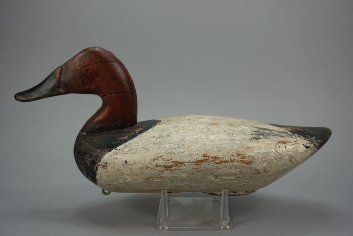 Canvasback by Jim Currier