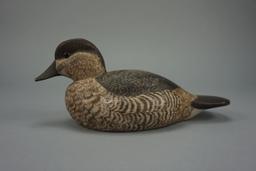 RUDDY DUCK  BY BORING WATERFOWL