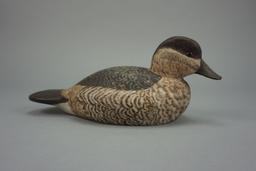 RUDDY DUCK  BY BORING WATERFOWL