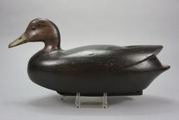 BLACKDUCK BY TONY BIANCO