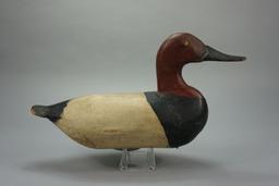 CANVASBACK FROM UPPER CHESAPEAKE BAY