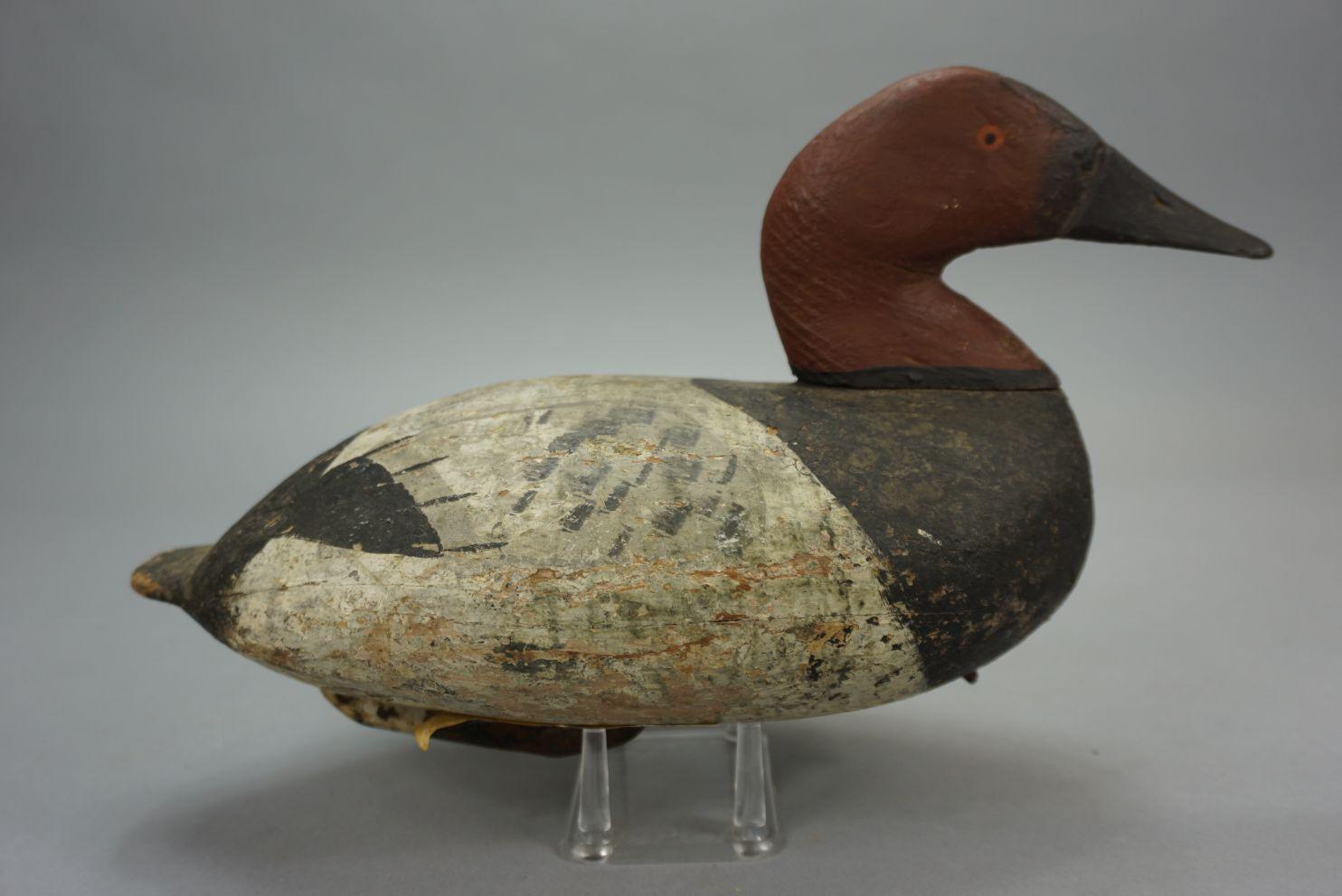 CANVASBACK FROM UPPER CHESAPEAKE BAY